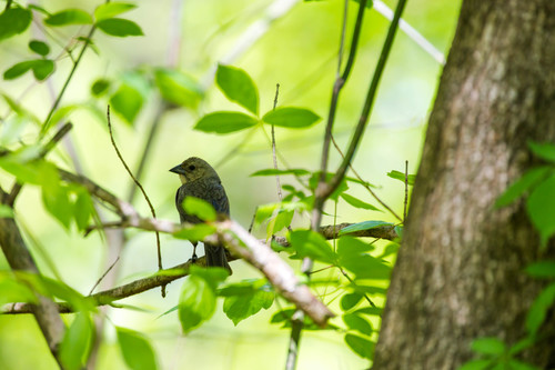 Brown-headed Cowbird photographed in Tennessee