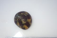 Image of Tegula verrucosa