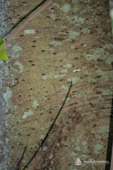 Laurus novocanariensis