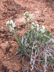 Oreocarya flavoculata
