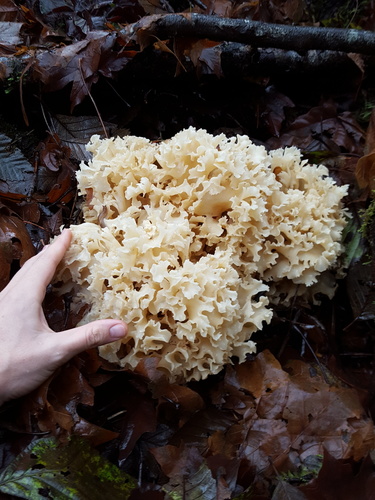 Western cauliflower mushroom
