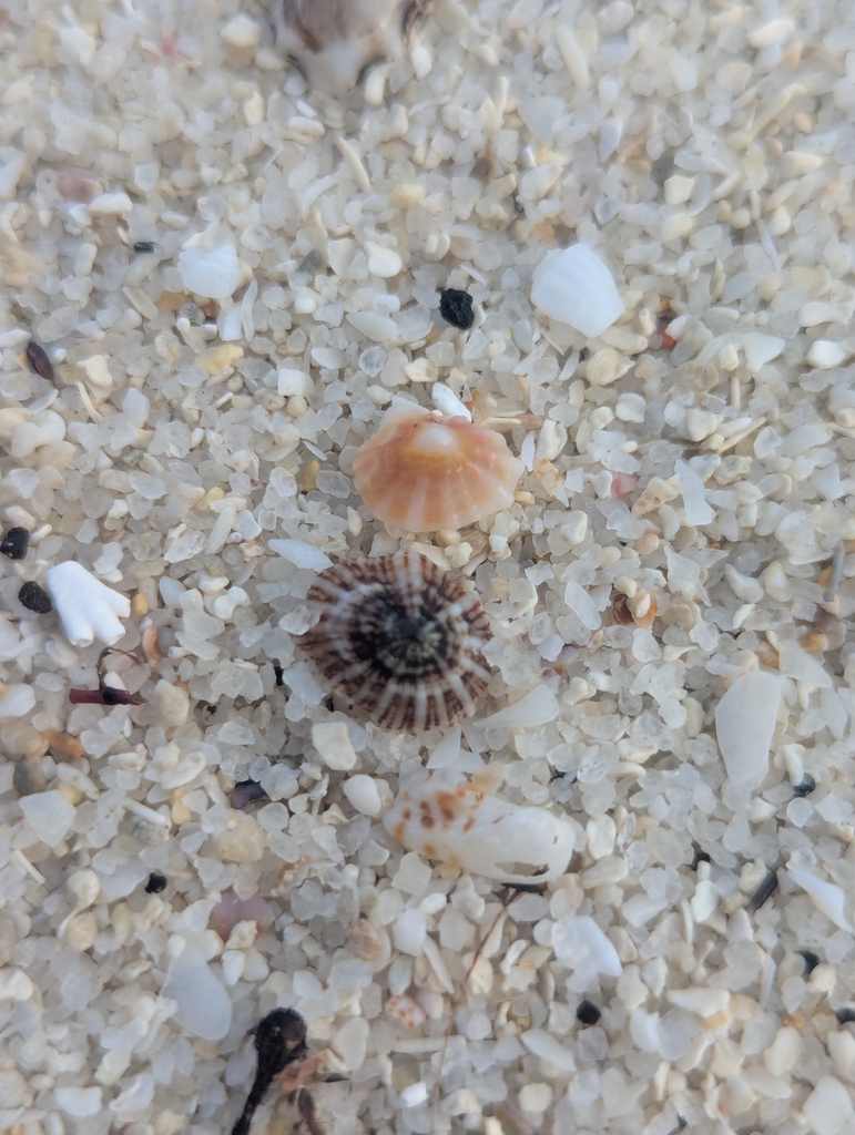 Siphonaria jiigurruensis