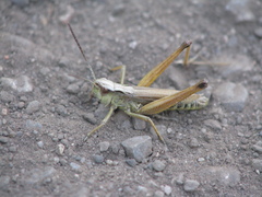 Pseudochorthippus curtipennis