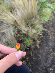 Gentianella hirculus