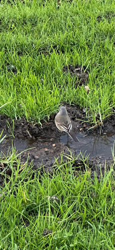 iNaturalist image