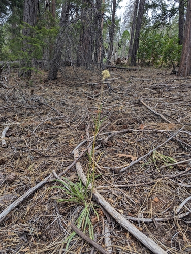 Frasera albicaulis observed 2026-07-20