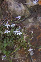 Lobelia hypsibata