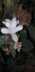 Barleria albostellata