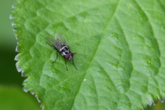 Anthomyia procellaris