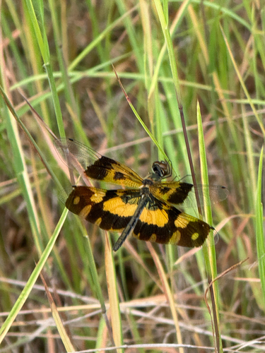 Common Picture Wing