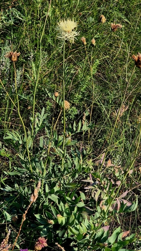 Rhaponticoides ruthenica