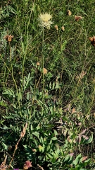 Rhaponticoides ruthenica