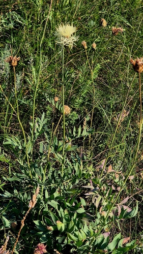 Rhaponticoides ruthenica, photograph 2