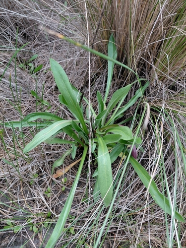 Craspedia paludicola