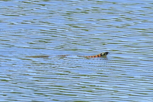 Chinese Tiger Keelback