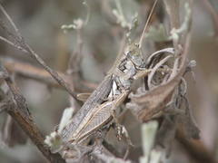 Melanoplus cinereus
