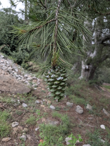blue pine