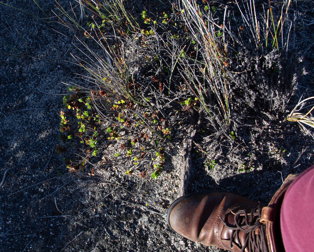 Pimelea ferruginea; photograph (c) Carmon, some rights reserved (CC BY-SA)