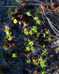 Pimelea ferruginea