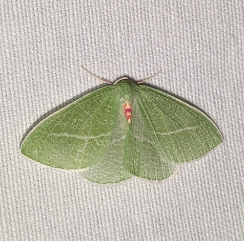Bank's Emerald Moth photo 4