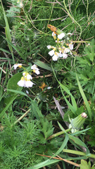 Cardamine pratensis