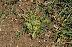 Sclerochloa dura