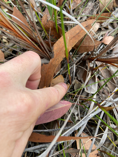 Lepyrodia scariosa observed 2026-07-21
