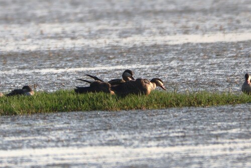 iNaturalist: (c) jandutoit, some rights reserved (CC BY-NC) iNaturalist image