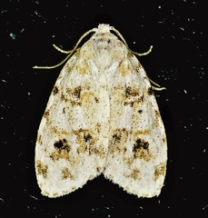 Clemensia ochreata