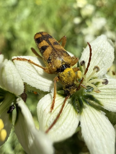 iNaturalist observation photo of Xestoleptura