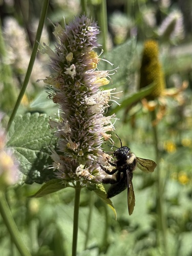 iNaturalist observation photo of Large Carpenter Bees