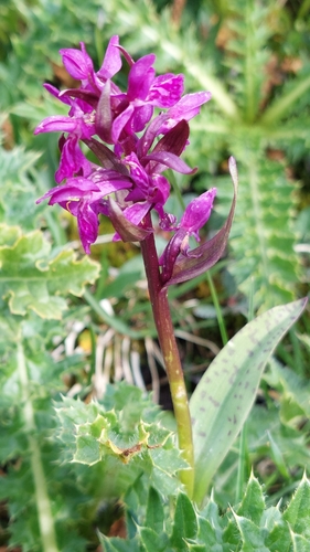Dactylorhiza majalis, 2026-07-21