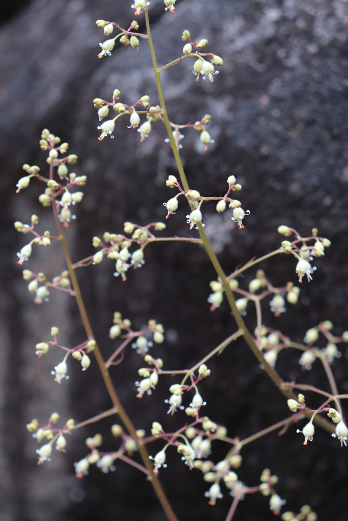 Heuchera micrantha — a medium houseplant, prefers partial sun light