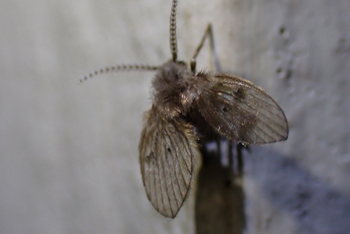 Clogmia albipunctatus observed 2026-07-20