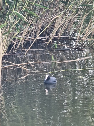 Eurasian Coot
