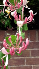 Lonicera × americana