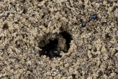 Monomorium ergatogyna