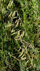 Silene chlorantha, photograph (c) Анна Митрошенкова, some rights reserved (CC BY)