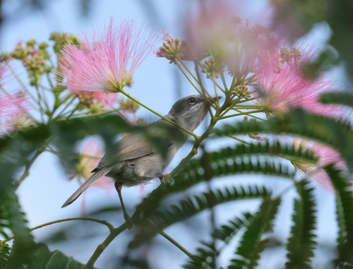 Lesser Whitethroat