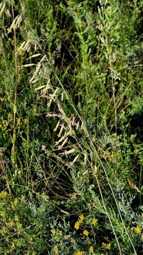 Silene chlorantha, photograph 6