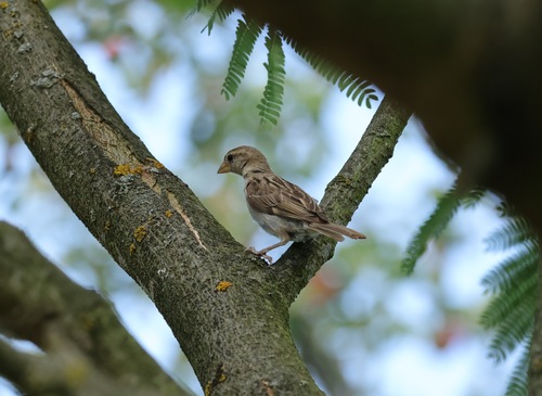 House Sparrow