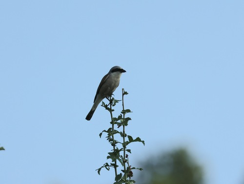 Red-backed Shrike