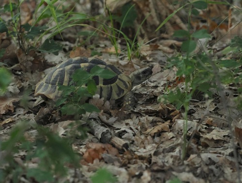 Boettger's Tortoise