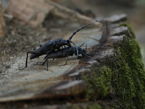 Great capricorn beetle