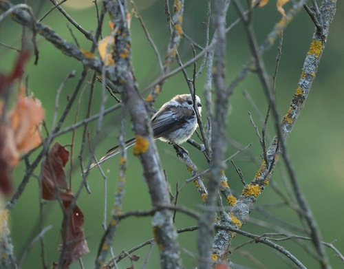 Long-tailed Tit