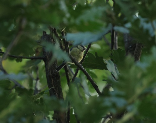 Eurasian Blue Tit