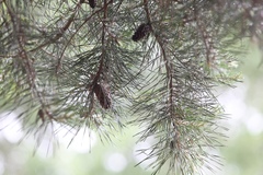 Pinus glabra