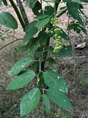 Ceanothus integerrimus