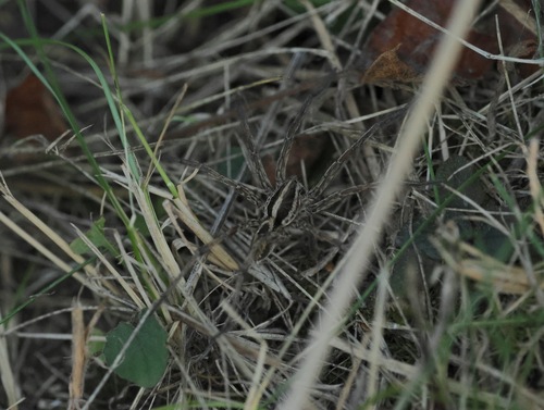 Radiated Wolf Spider