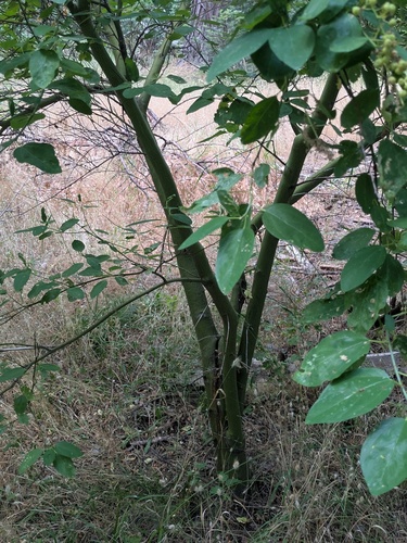Ceanothus integerrimus, photograph 2